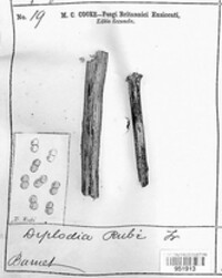 Diplodia rubi image